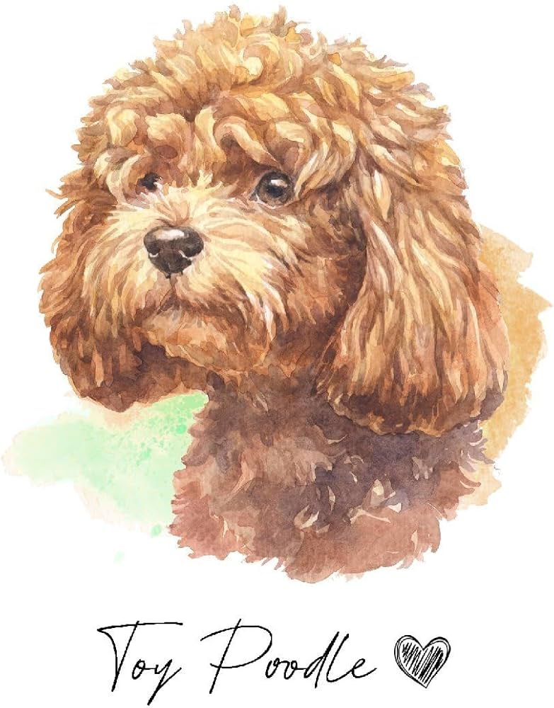Amazon.co.jp: ポストカード TOY POODLE/トイプードル イラスト アート