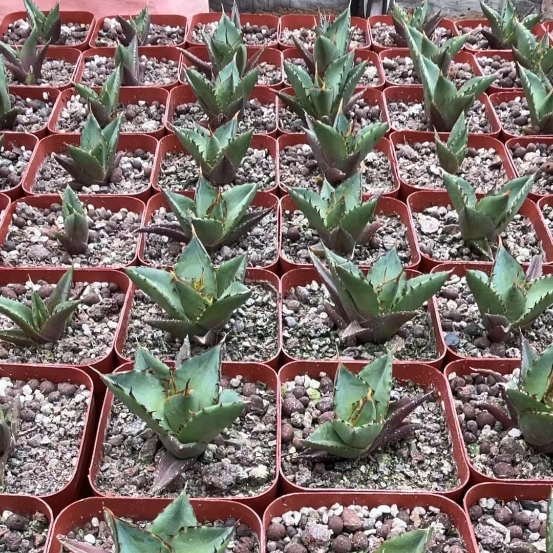 Amazon.co.jp: F1 特厳選 アガベ チタノタ ハデス 黒帝斯 Agave