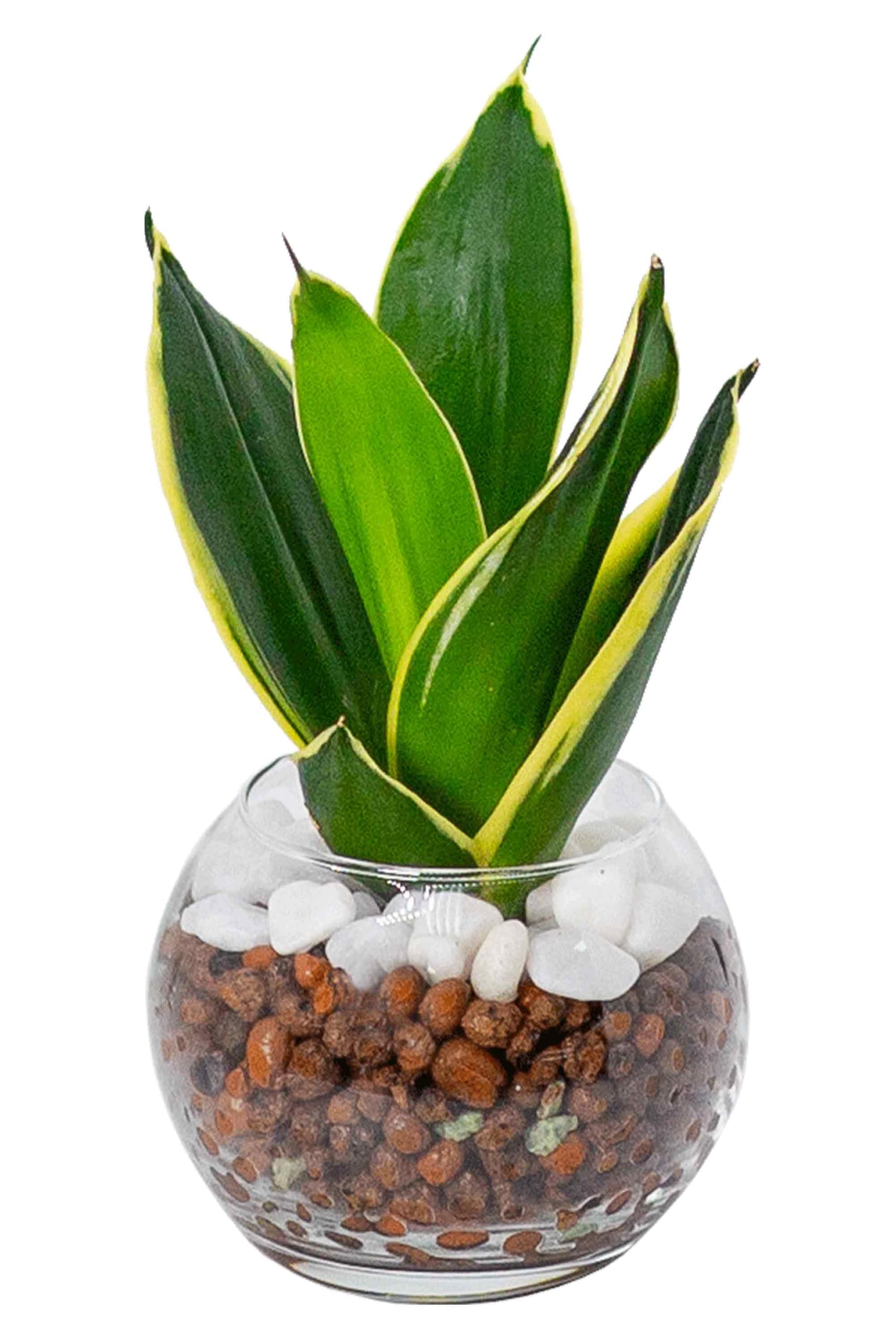 Amazon｜[ miipas ] サンスベリア ハイドロカルチャー 観葉植物 本物