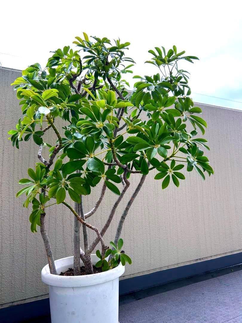 Amazon.co.jp: 観葉植物 カポック シェフレラ 樹高：110cm 株立