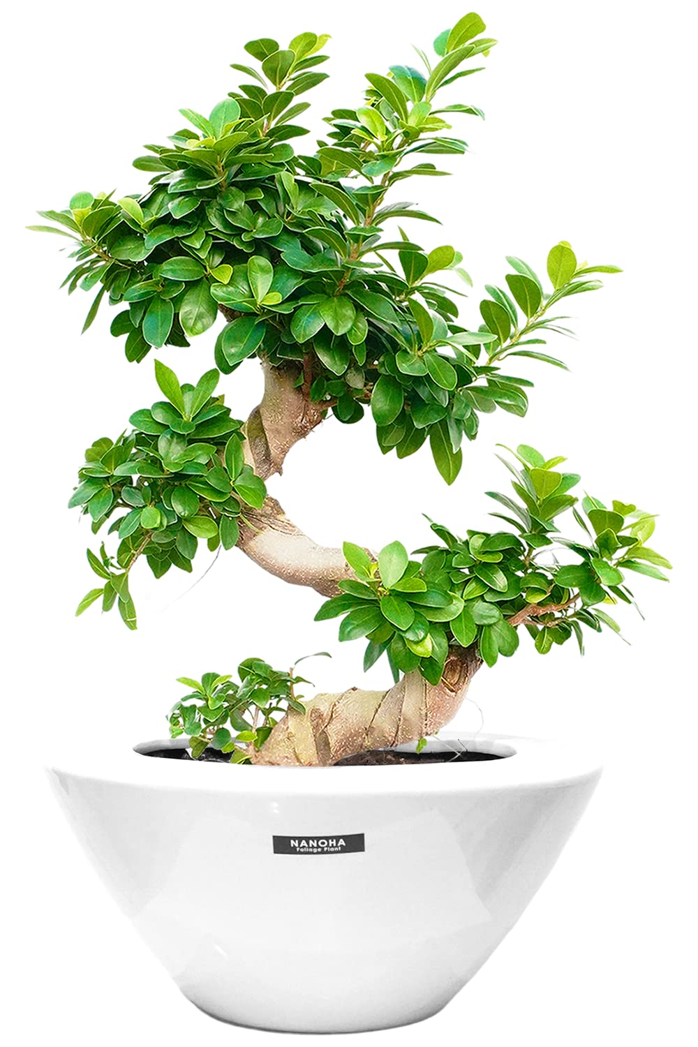 Amazon｜ガジュマルS字 平鉢陶器植え込み 育てやすい大型サイズ 7号 高