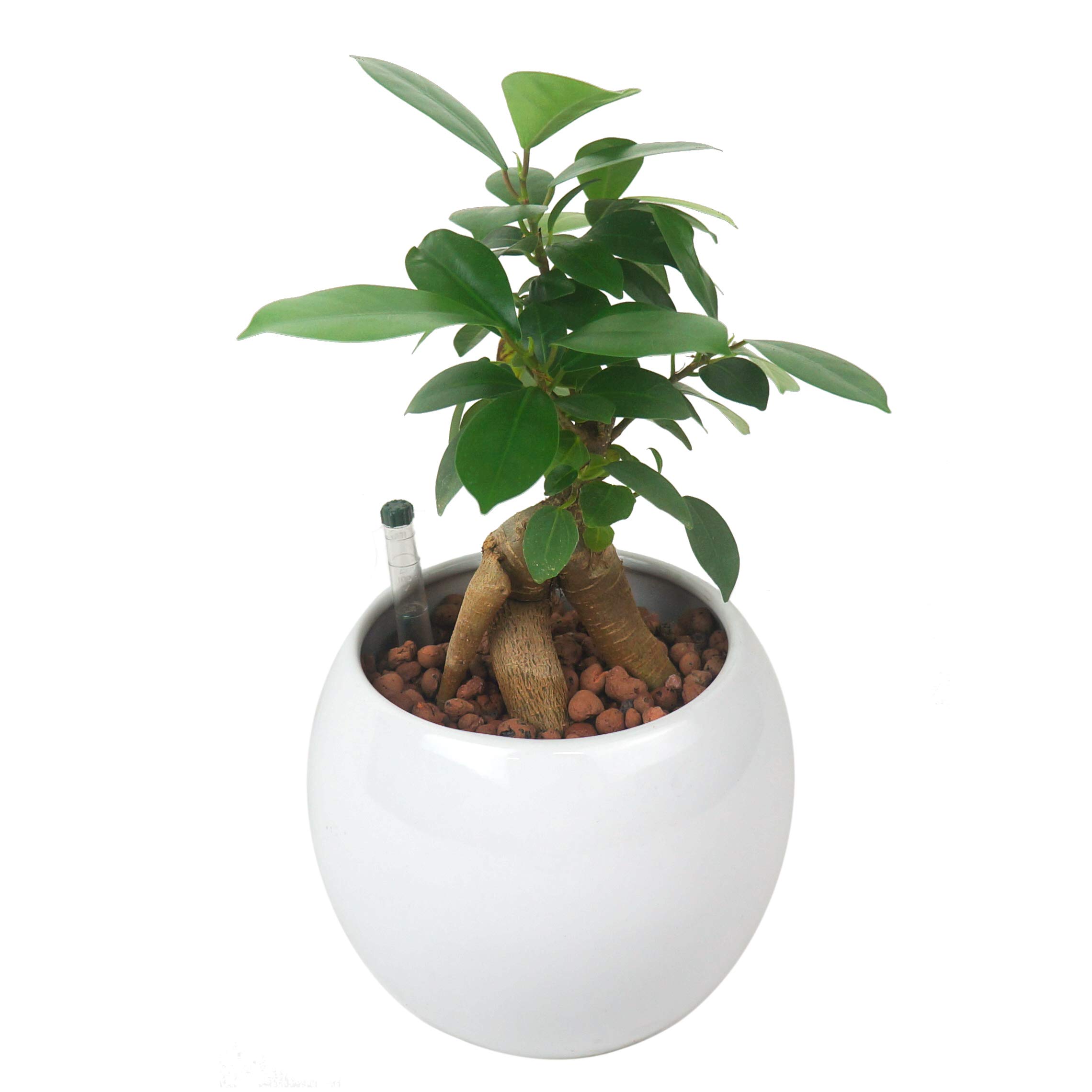 Amazon｜ガジュマル がじゅまる 観葉植物 ミニ 本物 土を使わない 白