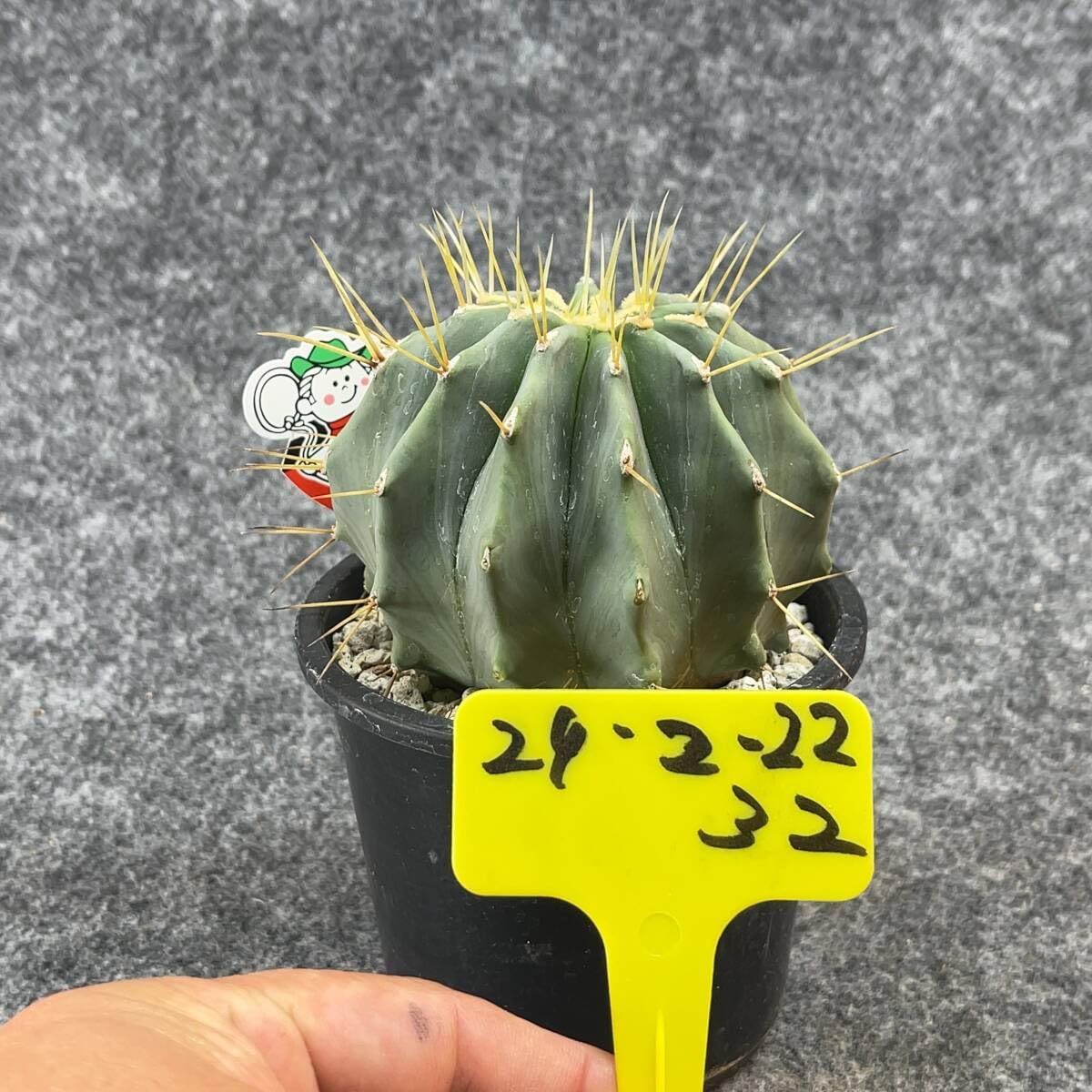 Amazon.co.jp: 鉢ごと発送フェロカクタス 刺無王冠竜 Ferocactus