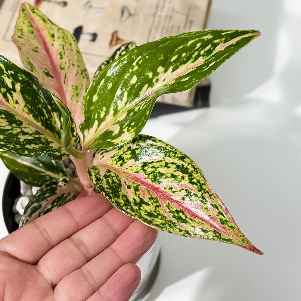 Amazon｜PLANCHU 観葉植物 アグラオネマ ピンクバタフライ 4号鉢