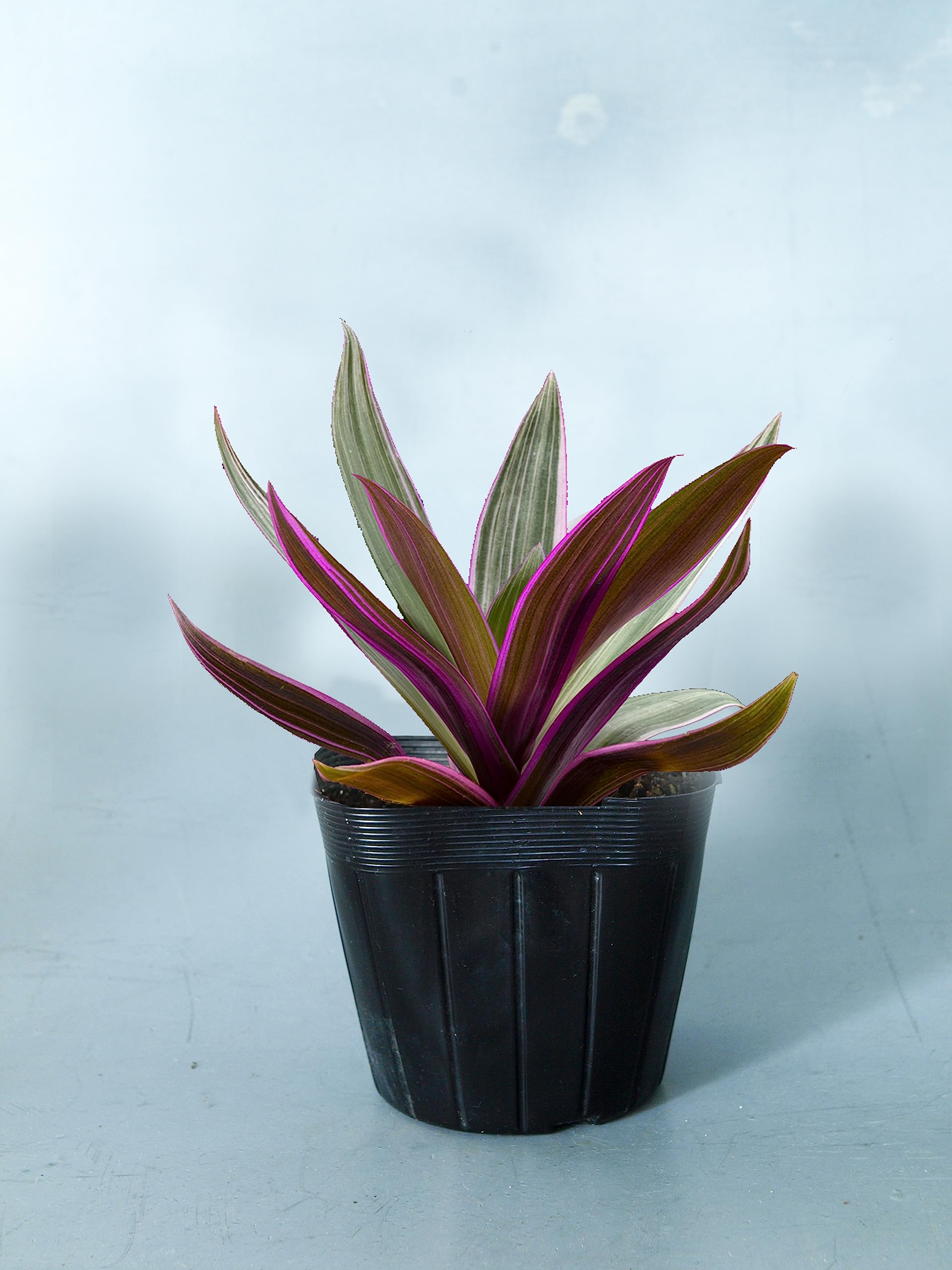 Amazon.co.jp: ×はなみどり 観葉植物 ムラサキオモト オーロラ 3.5寸 3