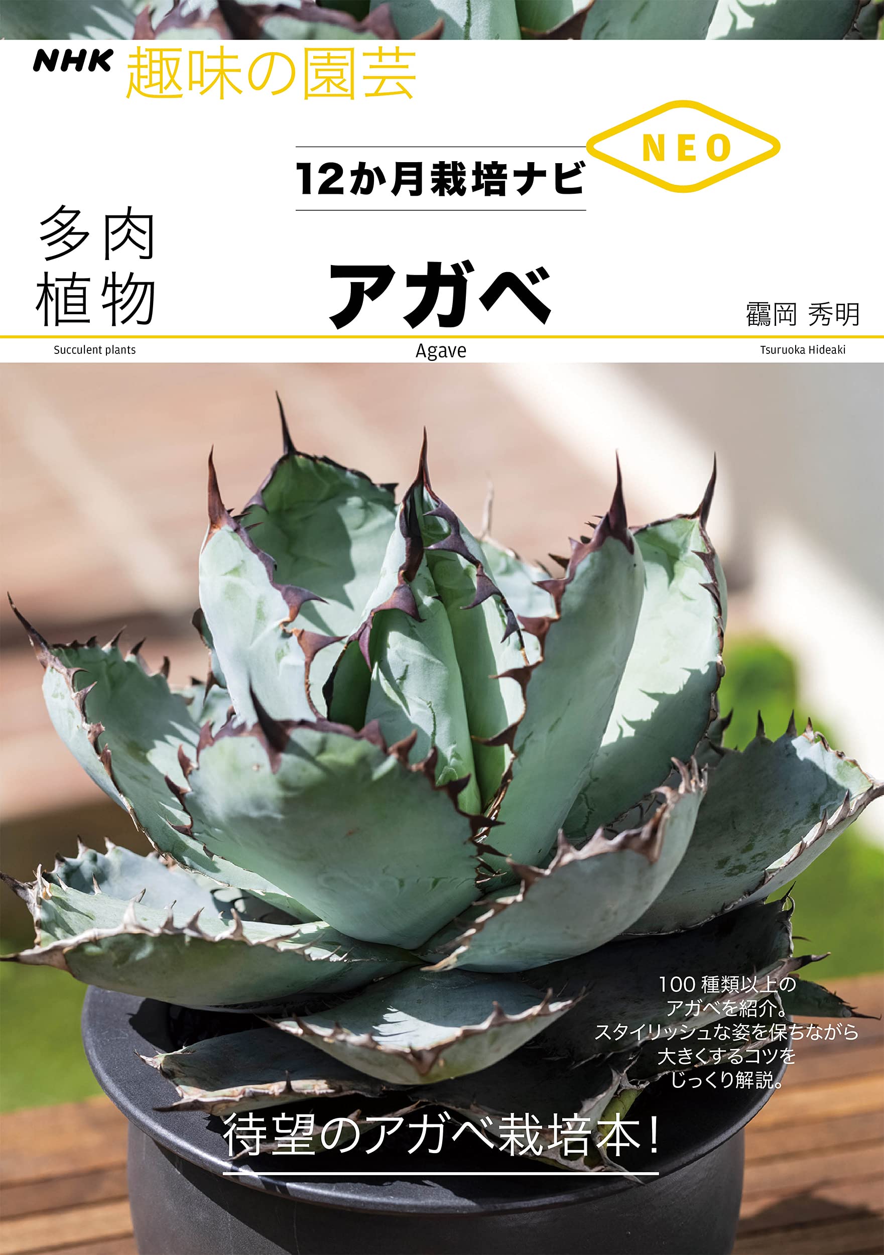 Amazon.co.jp: 多肉植物 アガベ (NHK趣味の園芸 12か月栽培ナビNEO