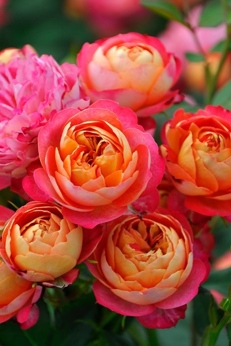 丸」切り花品種バラ苗 Rome♡ Rose 丸」切り花品種バラ苗 Rome♡ Rose