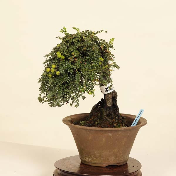 盆栽：磯山椒(いそざんしょう)現品*サンショウ Isozansyo Osreomeles