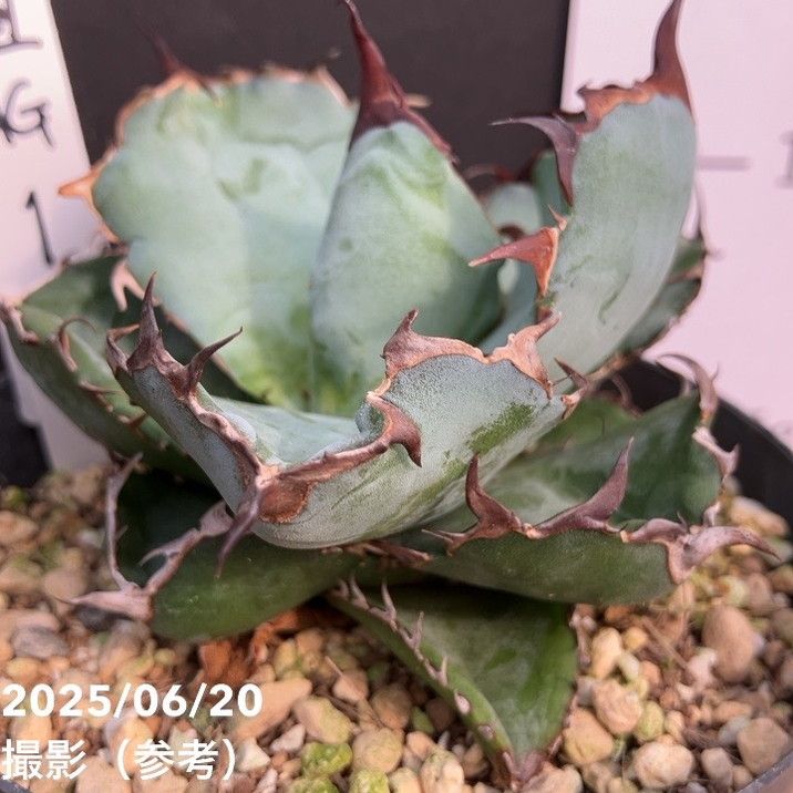 □置き場所で選ぶ,ドライガーデンの購入なら赤塚植物園オンライン 花の