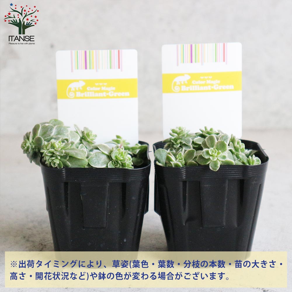 セダム・斑入り丸葉マンネングサ2個～【花苗 3号ポット苗 多肉植物