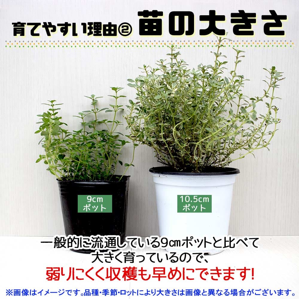パセリ 10.5cm2個～【おうちで簡単！育てやすい10.5cmポットハーブ苗