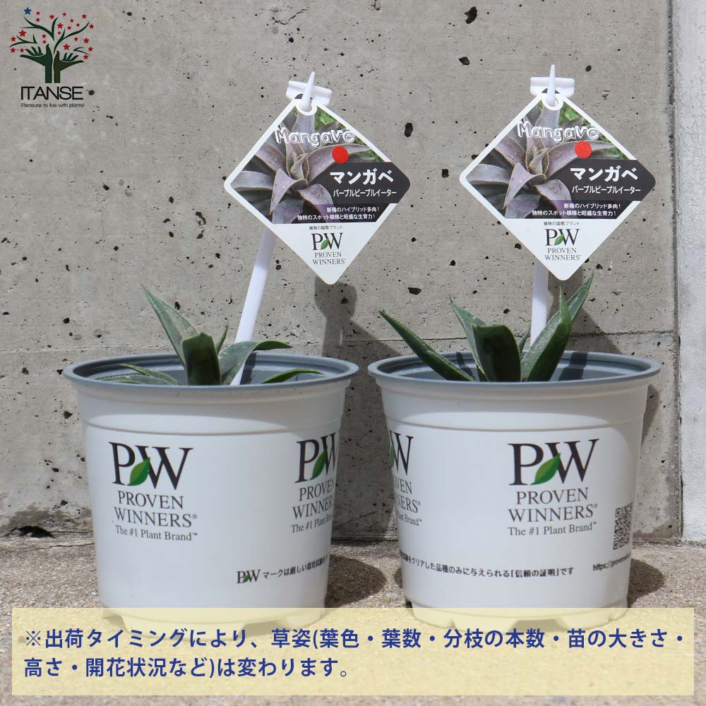 マンガベ パープルピープルイーター【多肉植物10.5cmポット苗／1個売り