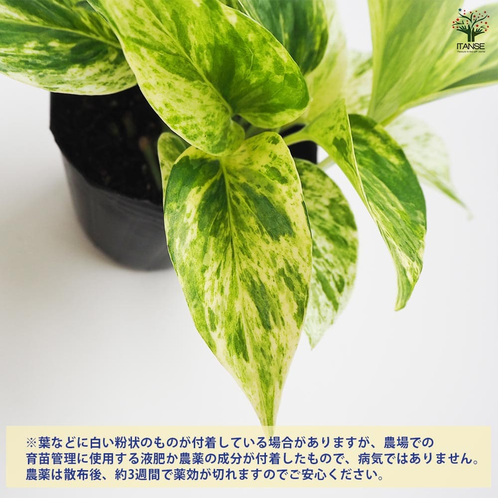 ポトス マーブルクイーン 【観葉植物 3号】｜ 【植物のITANSE