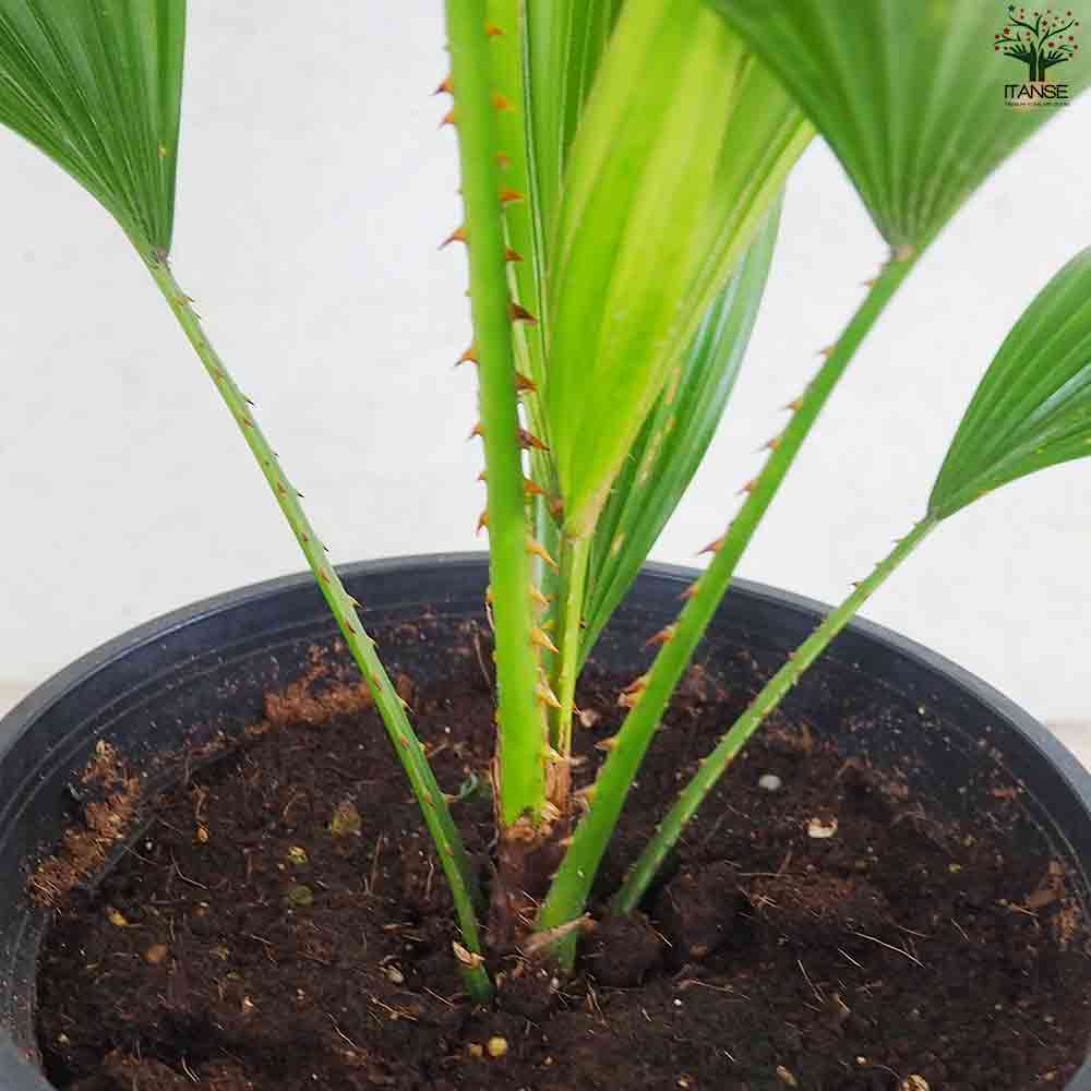 ビロウヤシ【観葉植物 6号鉢／1個売り】｜ 【植物のITANSE】全品