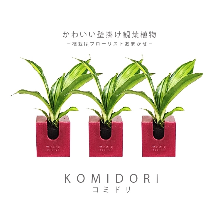 コミドリ】 3個セット 選べるカラー※植物なし - おしゃれな観葉植物