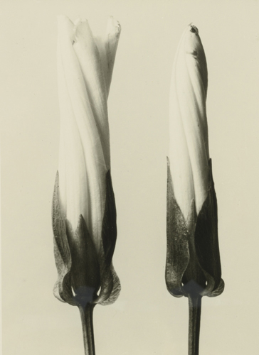 芸術の原型 | カール・ブロスフェルト Karl Blossfeldt | 絵画