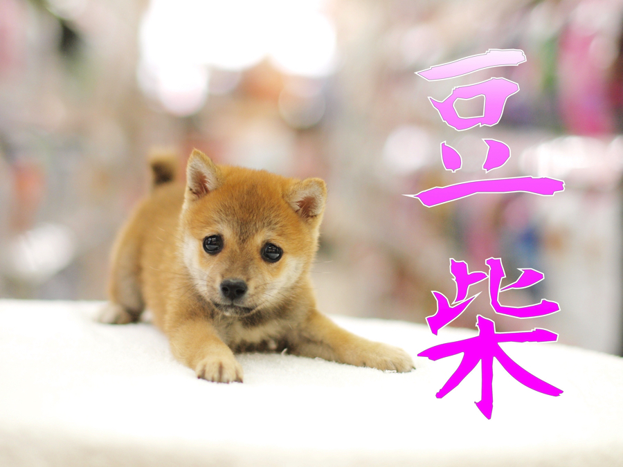 豆柴 】両親豆柴認定&パパはチャンピオン!!生後56日で驚異の860g！極小