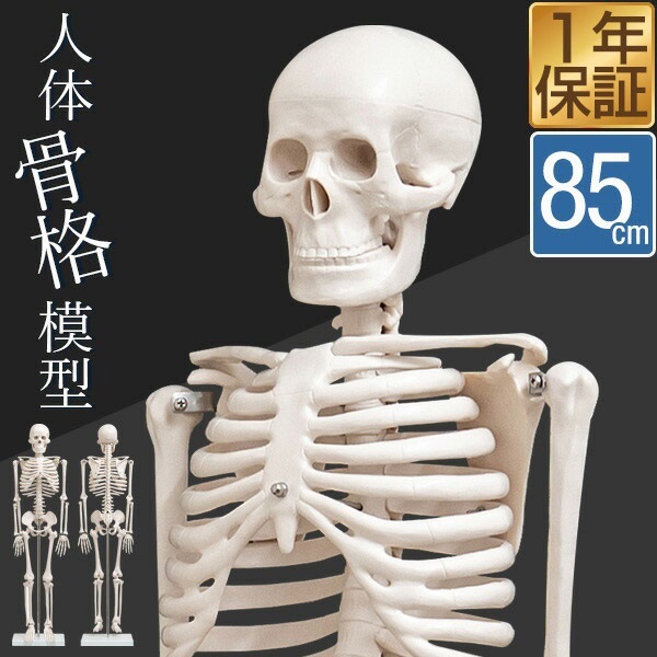 人体模型 骨格模型 骨 約85cm 1/2モデル 展示スタンド付き 骨格標本