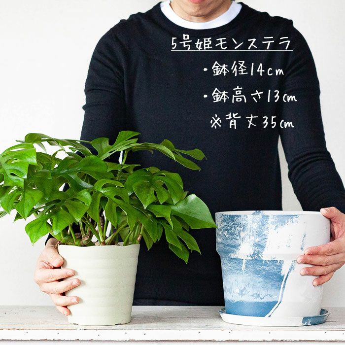 軽くて使いやすいカラー植木鉢5～6号サイズ植物の植え替えに