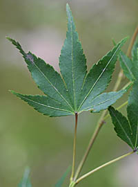 ヤマモミジ Acer palmatum ムクロジ科 Sapindaceae カエデ属 三河の