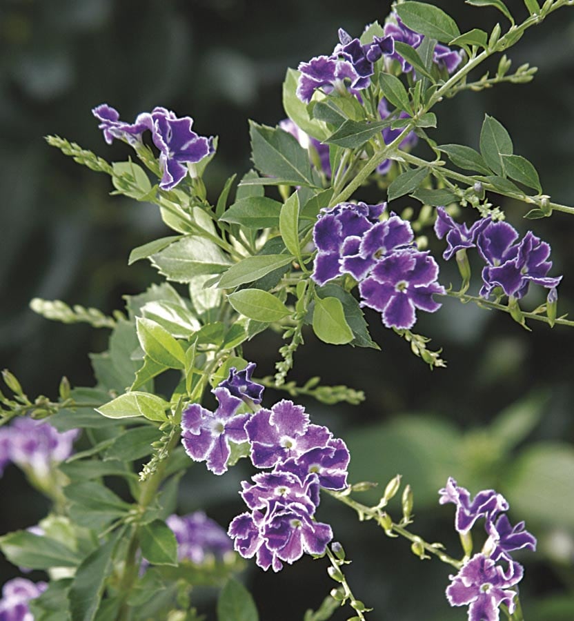 Lowe's Lavender Brazilian Sky Flower Plant in -Quart in the