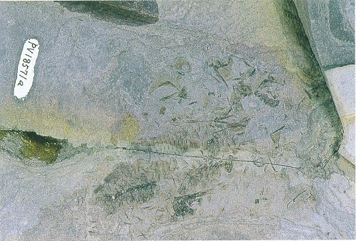 1500万年前の魚の化石－ミヤノシタサッパ－（040号速報） - 徳島県立博物館