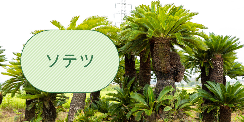 ソテツ（8号） | 株式会社中島造園_EC