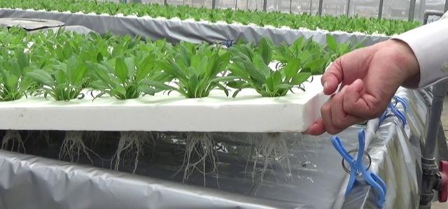 水耕栽培 | 事業概要 | 植物工場 ナッパーランド、AN、苗テラス