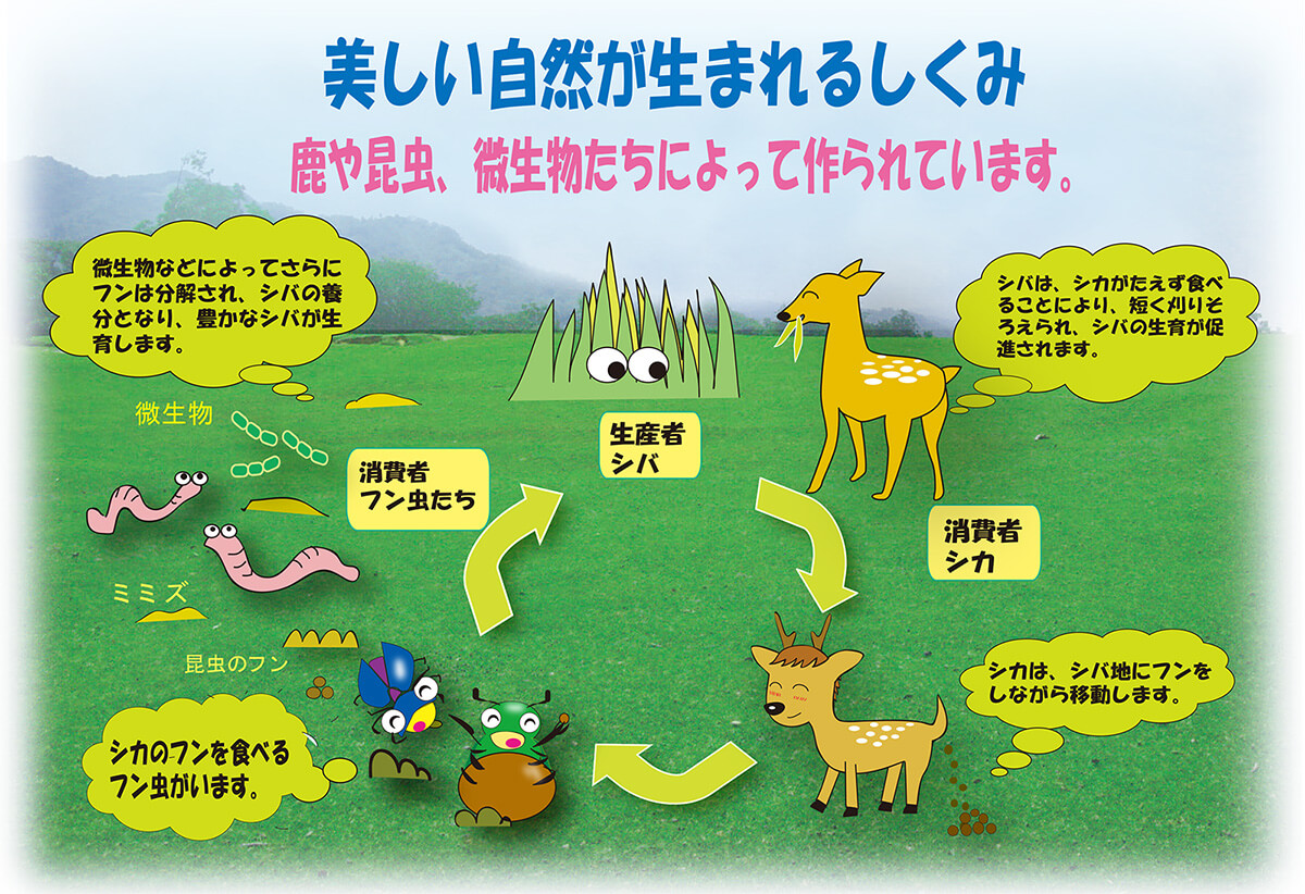 行動・生態 ｜ 一般財団法人奈良の鹿愛護会