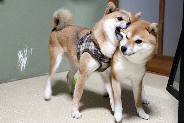 世界中が注目！仲良し柴犬親子“たま＆ミケ”の魅力と秘密を特別公開