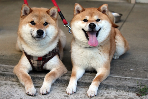 世界中が注目！仲良し柴犬親子“たま＆ミケ”の魅力と秘密を特別公開