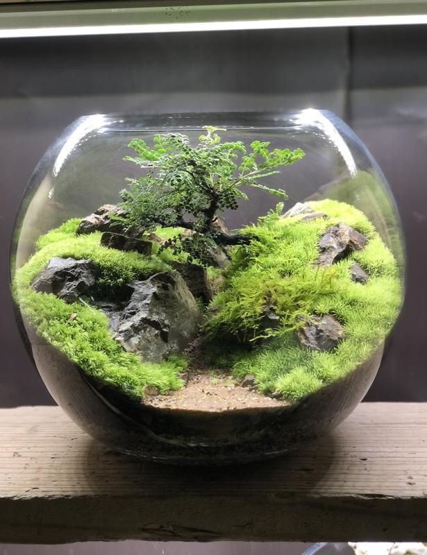 ガラスの中の森に癒される「苔テラリウム」とは？苔で独自の世界を構築