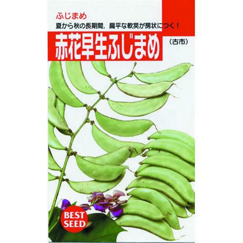 玉ねぎ苗 【予約】 【 早生 ソニック 】 約100本 [ たまねぎ苗