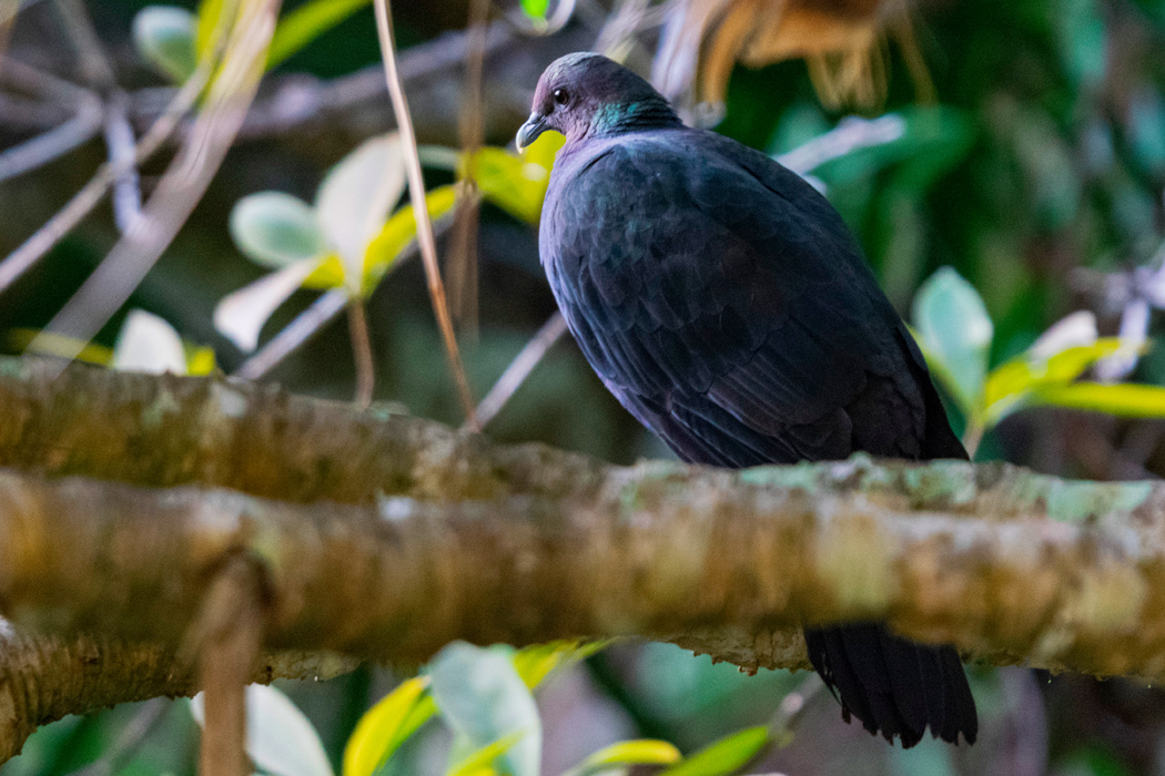 アカガシラカラスバトの特徴、分布、生態、写真をご紹介します。｜目に