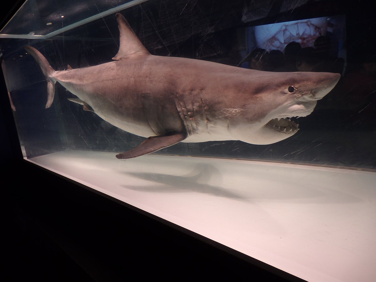 ダミアン・ハースト…ではなく、「海のハンター展」＠国立科学博物館