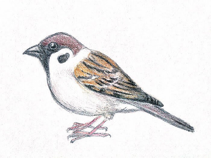 随分前に、鳥の描き方の本を見ながら描いたイラストを見つけました