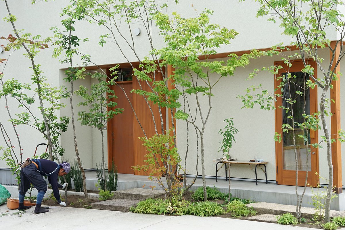 40 山採りヤマモミジ