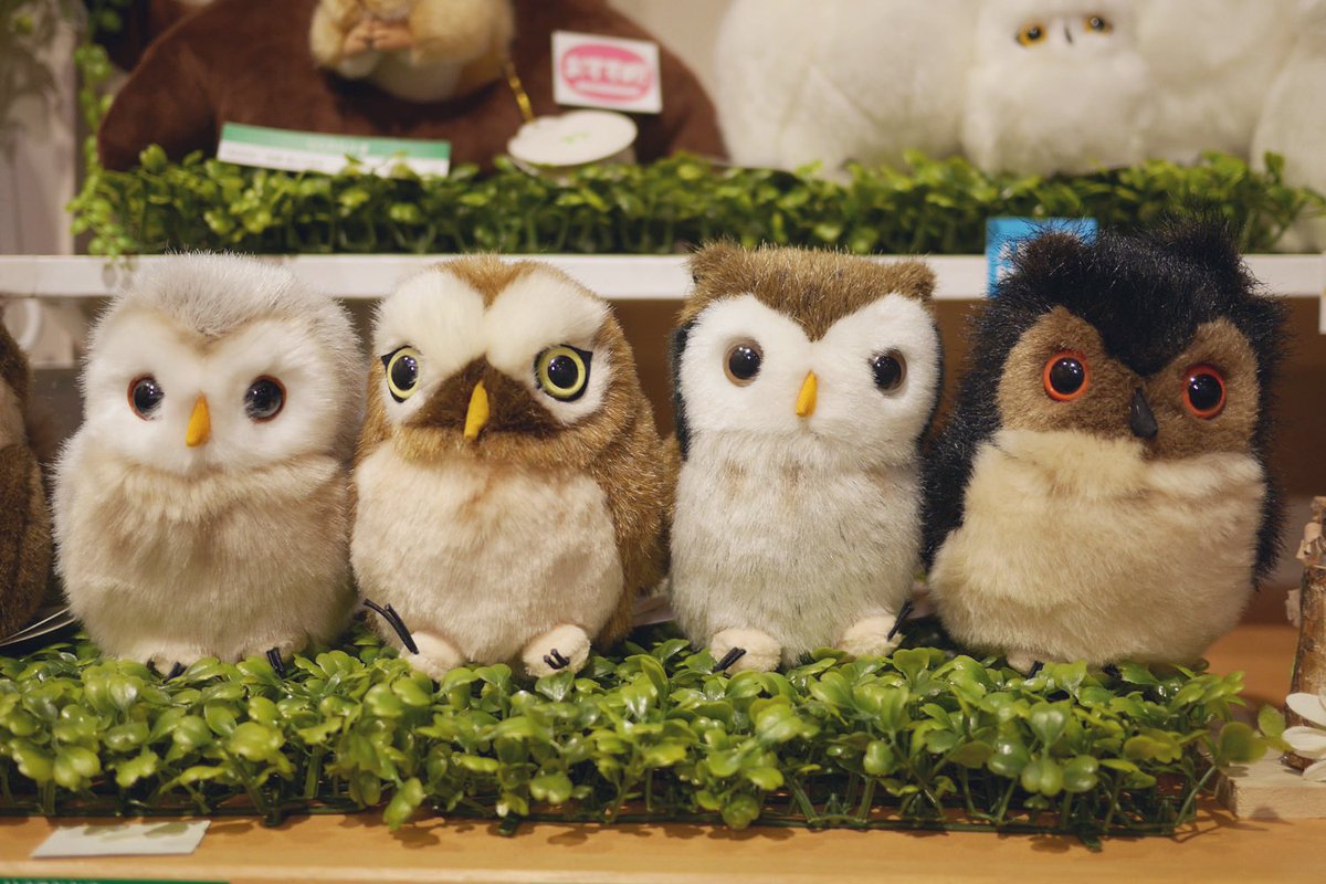 当社のふくろう🦉のぬいぐるみは、つぶらな瞳が愛らしい子たちばかり