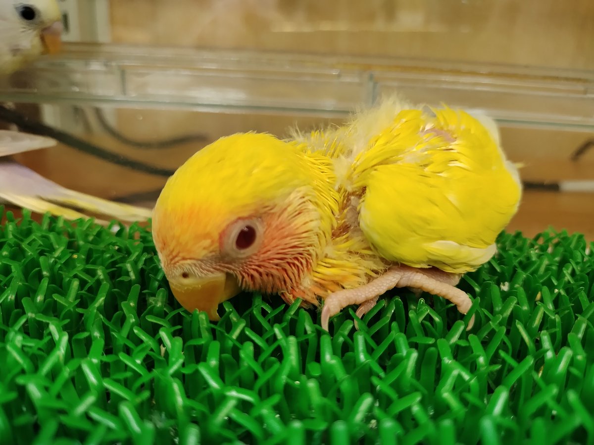 インコ販売
