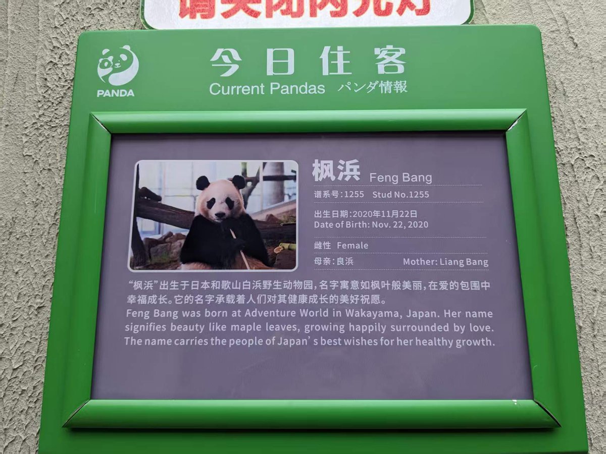 11月18日、楓浜の日🐼🍁