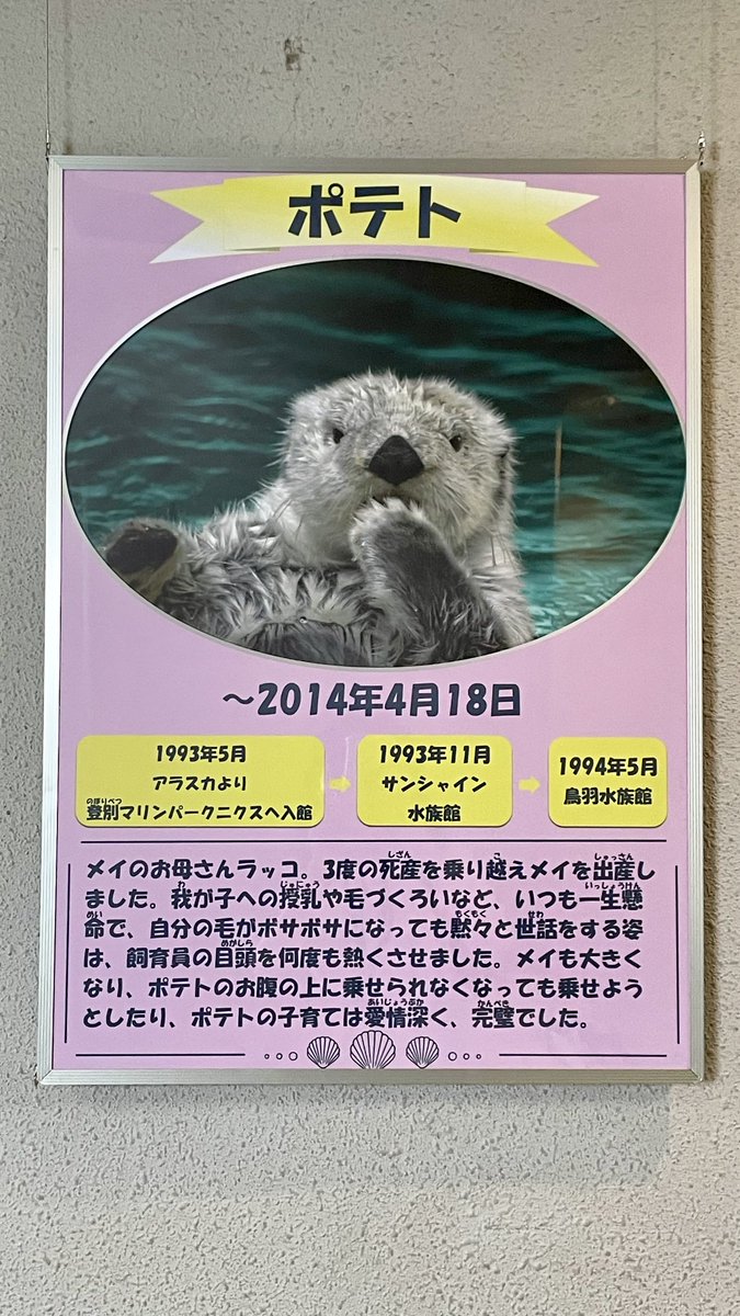母の日 なので、全てのお母さんラッコ達に感謝を込めて💐 写真は日本で