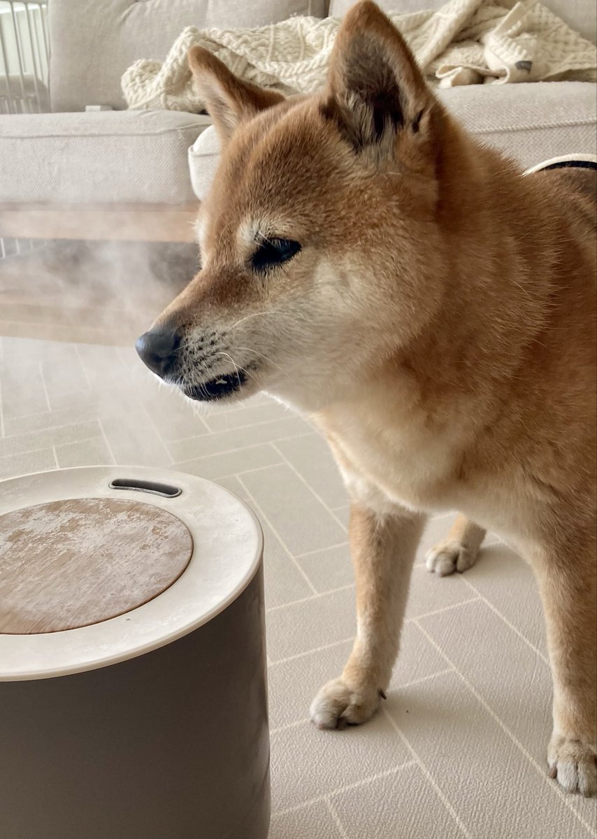 柴犬