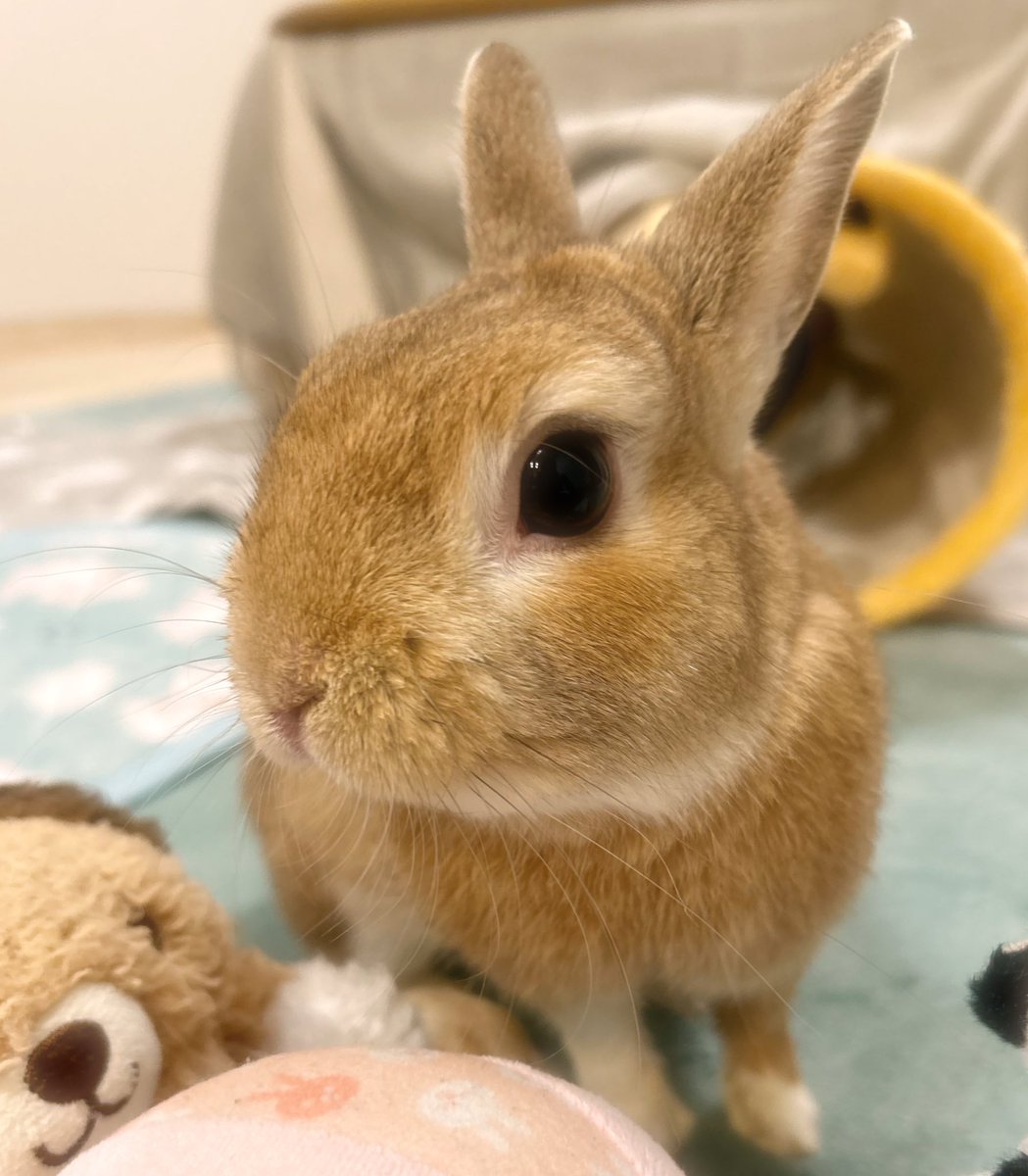 🐰よこがお🧡どあっぷ 🌸どようび〜〜🎶 🐰よい週末を💕 #うさぎ