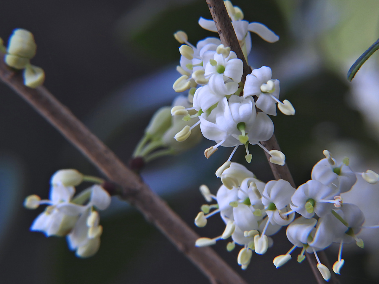 ヒイラギ（柊）の花 : 無名子のよしなしごと