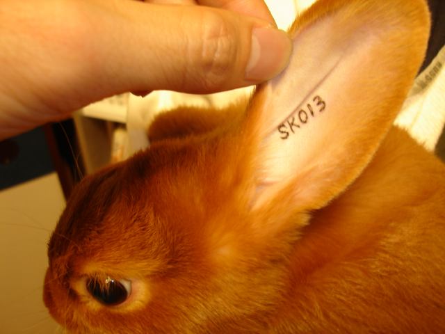 うさぎさんのイヤーナンバーって？ | ポックル動物病院|札幌市手稲区