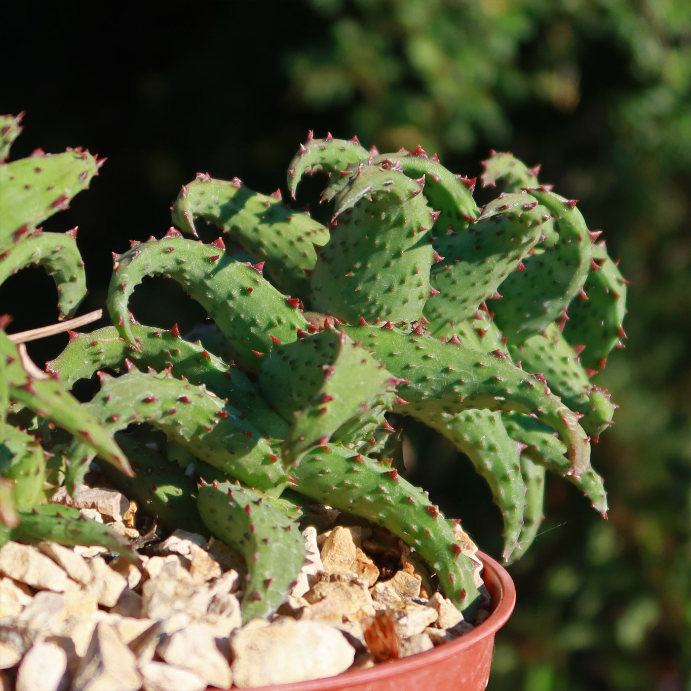 Aloe castilloniae – Planet Desert