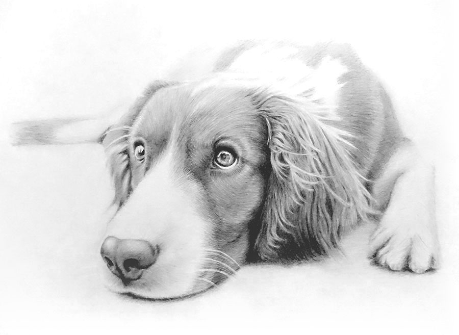初心者おじさんが挑戦！犬の鉛筆画の描き方とコツを解説｜動物画で趣味