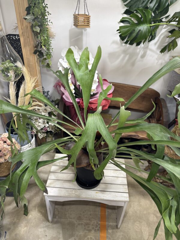 コウモリラン・ネザーランド | Plants Shop Big Smile 通販