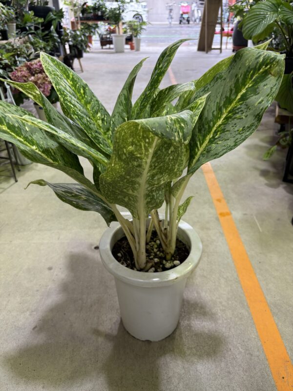 アグラオネマ・ビクトリー 7号 | Plants Shop Big Smile 通販