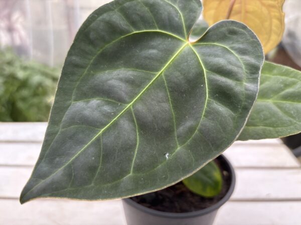 アンスリウム・レッドダークフェニックス 4号 | Plants Shop Big Smile